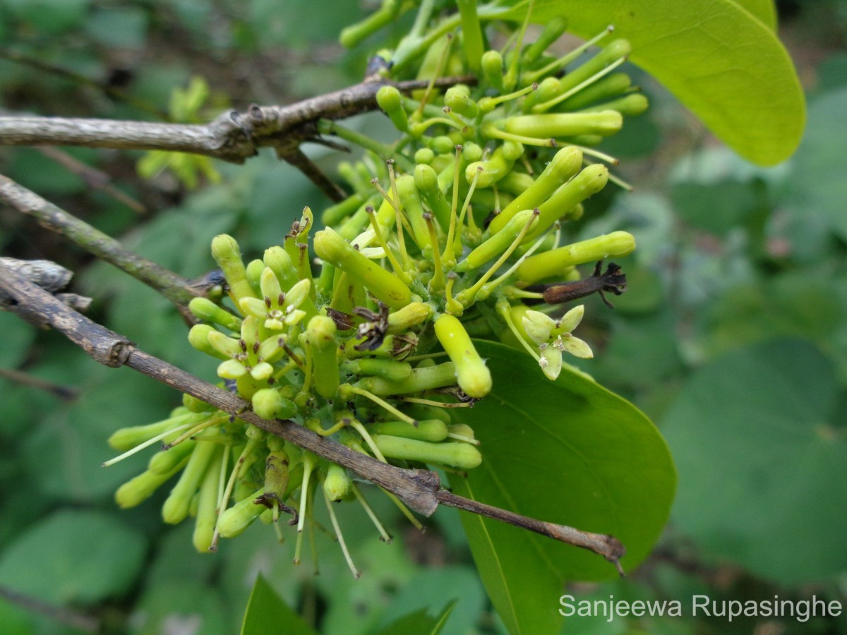 Strychnos nux-vomica L.